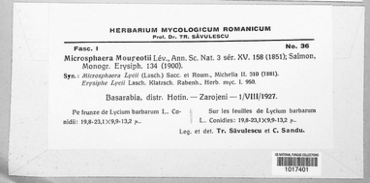 Erysiphe mougeotii image
